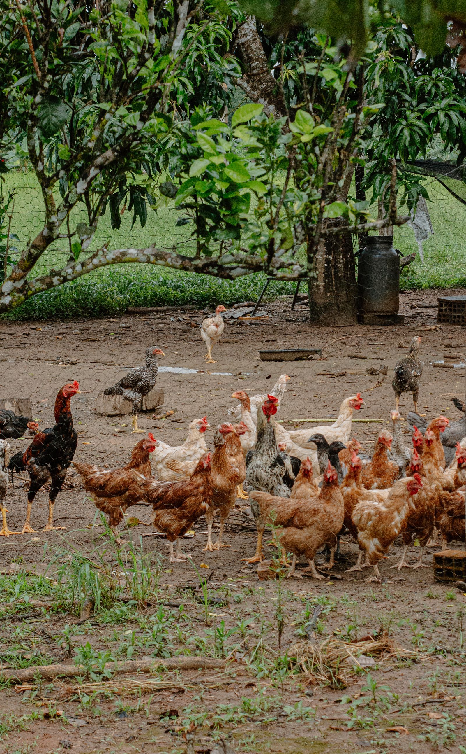 A poultry flock roaming beneath green farm trees