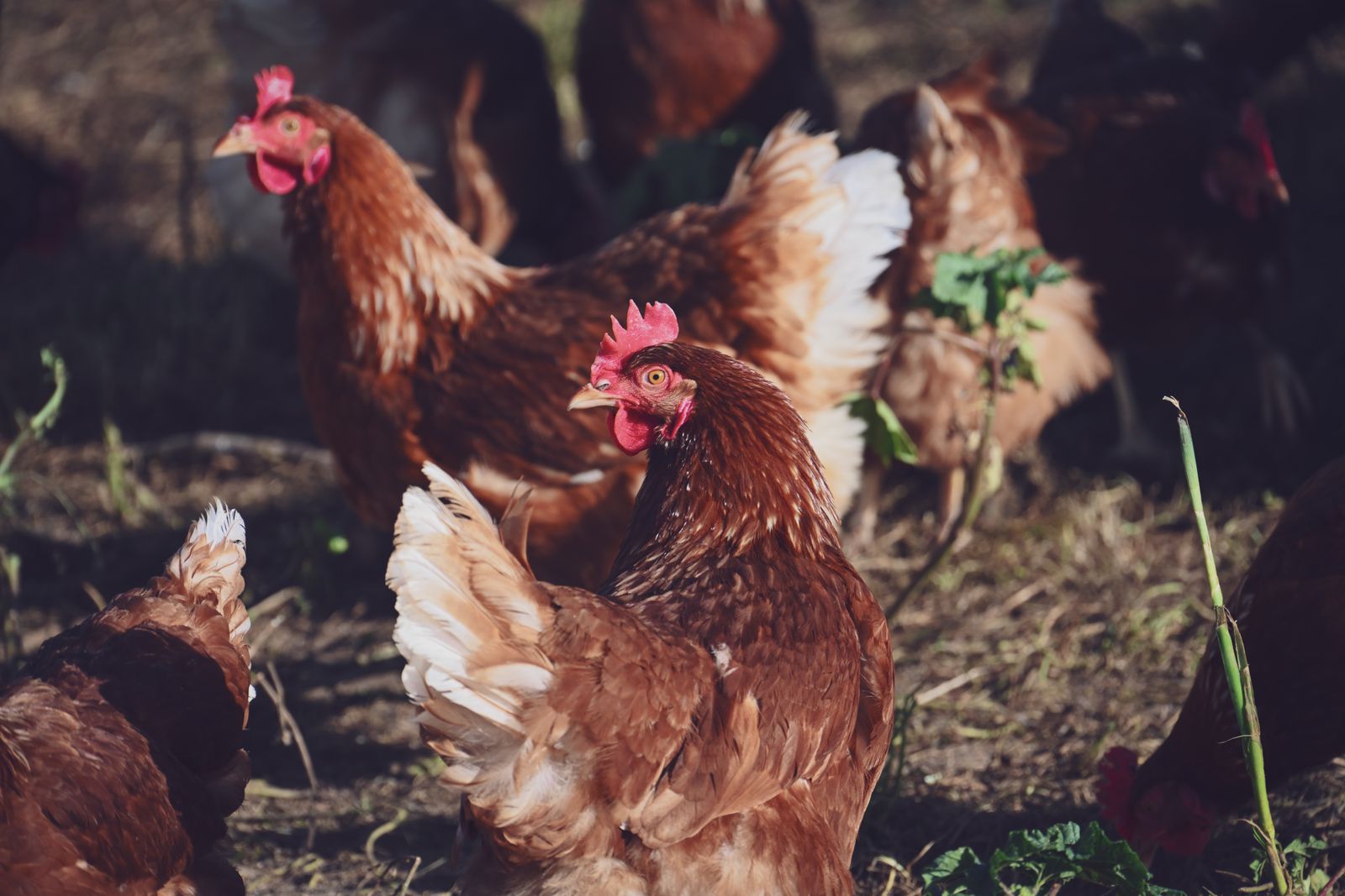 Free-range hens grazing outdoors