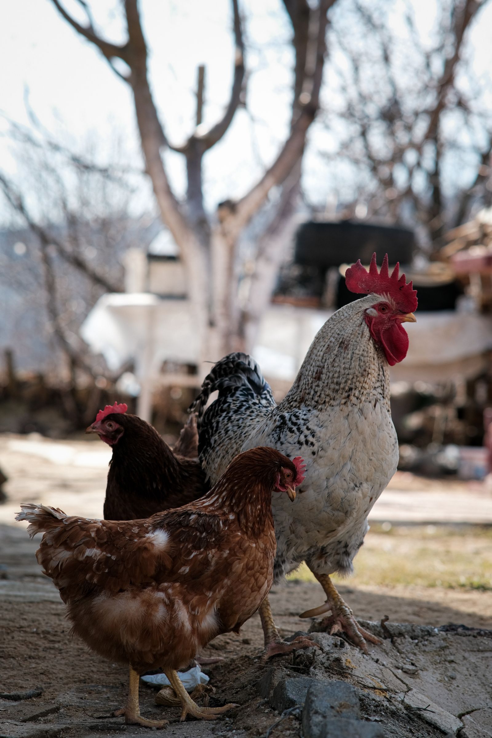 Rooster and hens in a rural farmyard